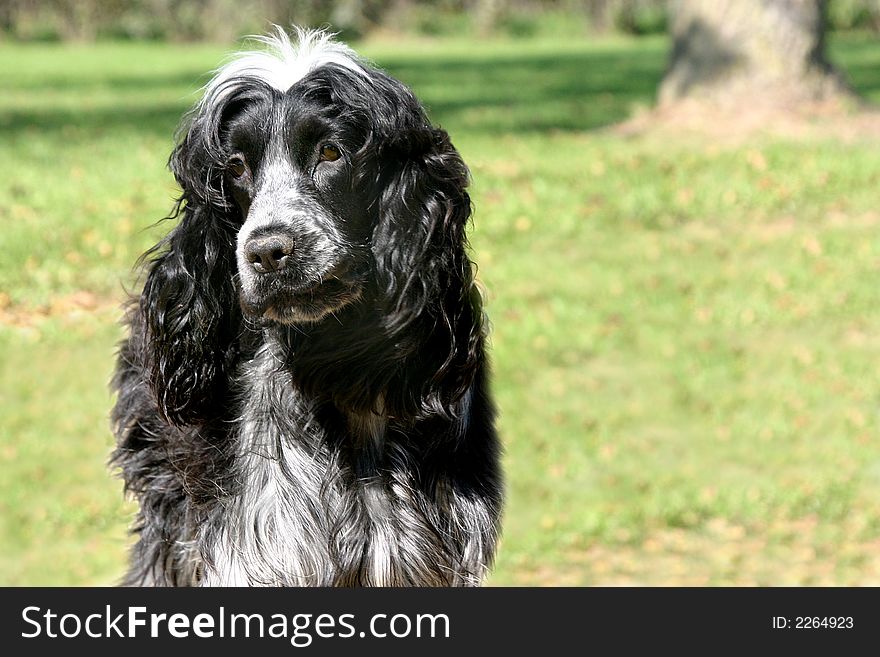 A young female English Springer Spaniel.