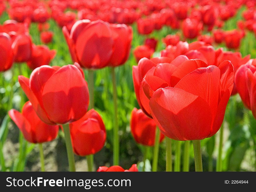 Red Tulips in Skagit Valley, WA