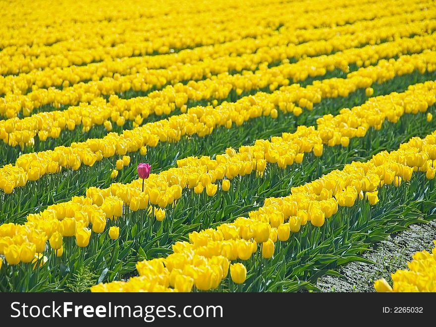 Yellow tulip field with one purple tulip in Skagit Valley, WA. Yellow tulip field with one purple tulip in Skagit Valley, WA