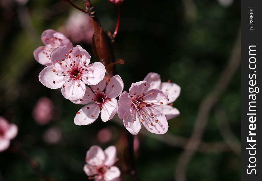 Prune Blossom