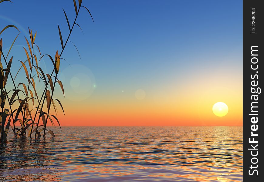 Water plants at sunset -  3D scene. Water plants at sunset -  3D scene.