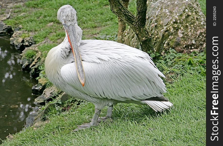 Portrait of Nice Dalmatian Pelican. Portrait of Nice Dalmatian Pelican