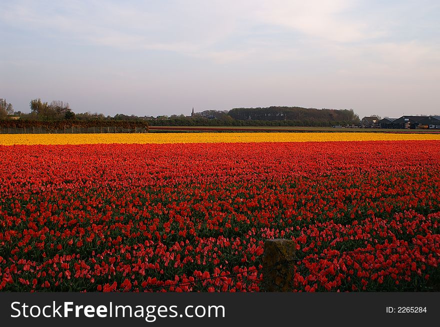 Dutch Village And Tulip Fields