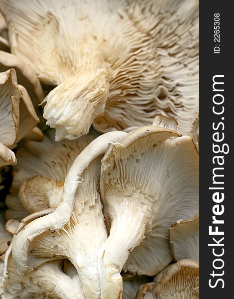 A bunch of organic mushrooms on the market