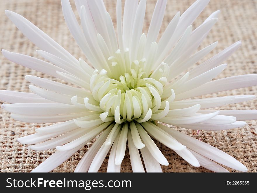 White Chrysanthemum on Sacking (Close-up)