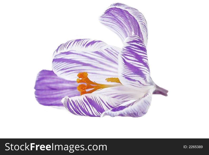 A pretty purple and white crocus bud, photographed on white.