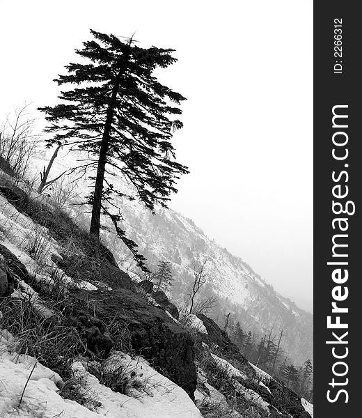 Alone tree - pine, black and white image, mountain landscape, autumnal scene, solitude, pine-tree