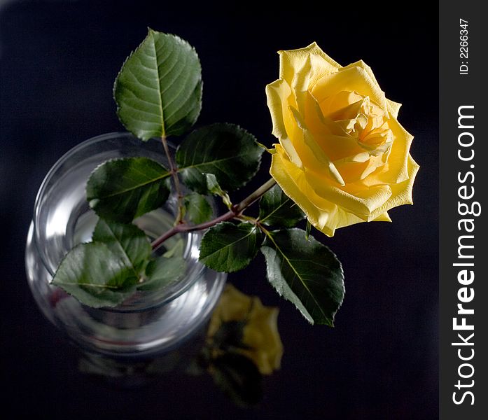 Single yellow rose in vase over dark background