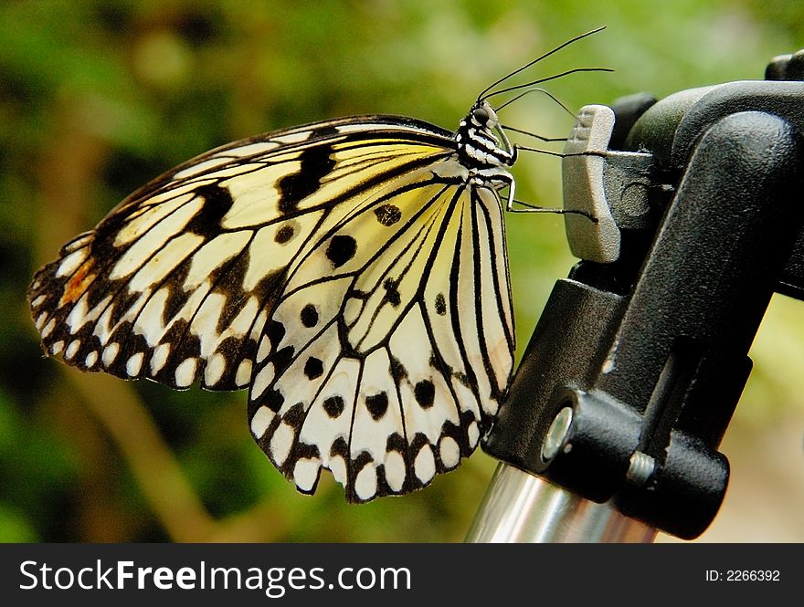 Big white with black butterfly on the tripod