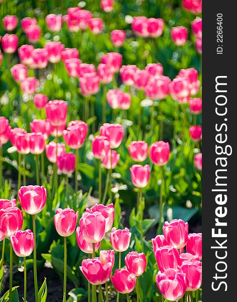 Pink tulips in the sun in Skagit Valley, WA