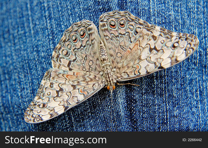 Grey butterfly on the blue jeans. Grey butterfly on the blue jeans