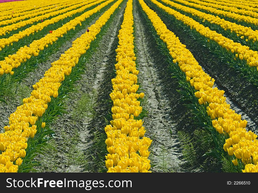 Endless Yellow Tulips