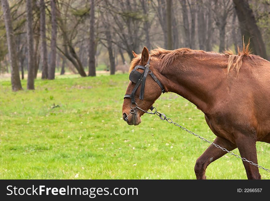 Horse with chain