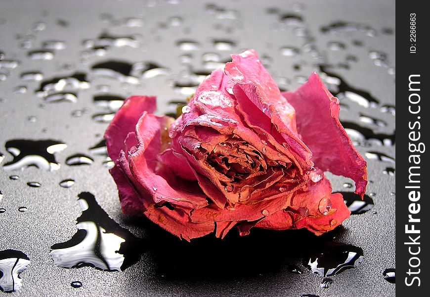 An old rose kept in a black background with water droplets. An old rose kept in a black background with water droplets