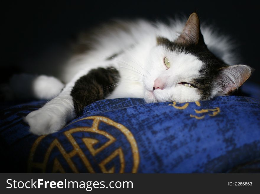 A cat lounging on a bed. A cat lounging on a bed