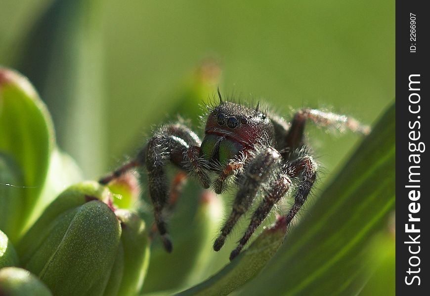 A small jumping spider on a plant. A small jumping spider on a plant