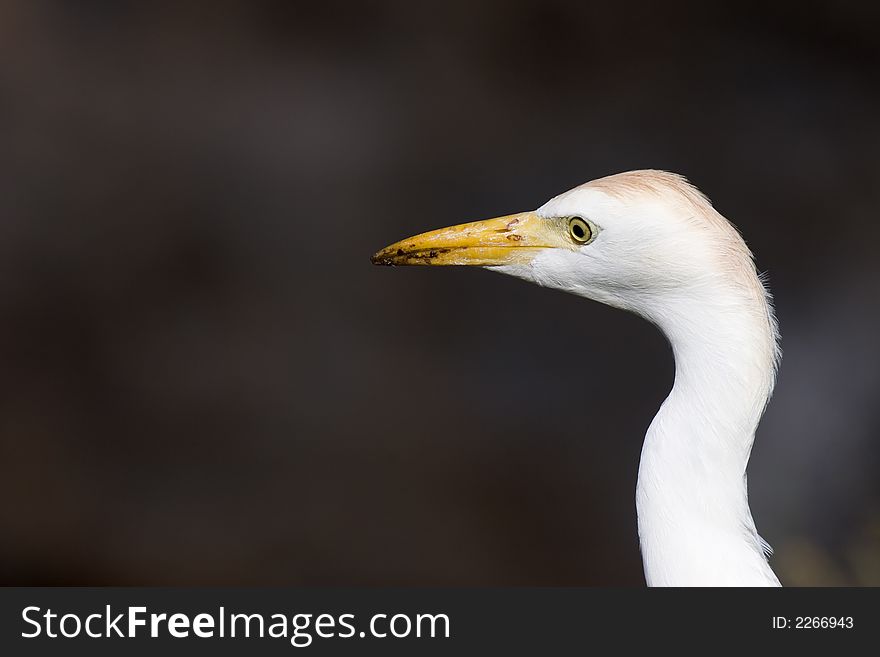 A cattle egret close up, against a dark background. Its yellow beak is muddy from hunting for food in a garden.