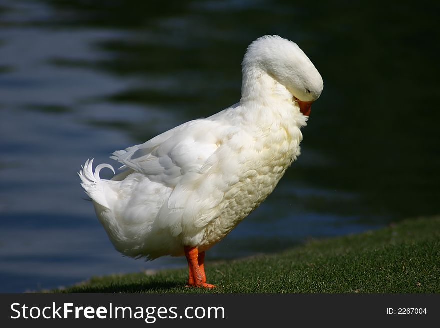 A white duck preens it feathers. A white duck preens it feathers.