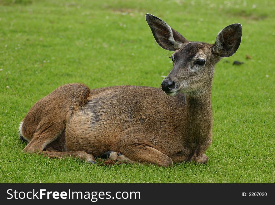 A Doe rest on the grass in Pacific Grove, California. A Doe rest on the grass in Pacific Grove, California