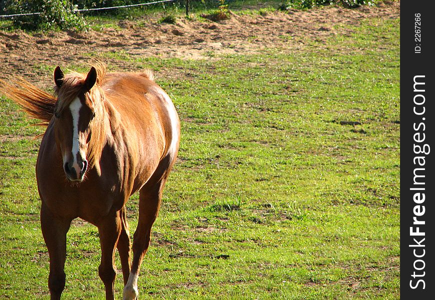 A beautiful brown and white horse, walking in a field. A beautiful brown and white horse, walking in a field.