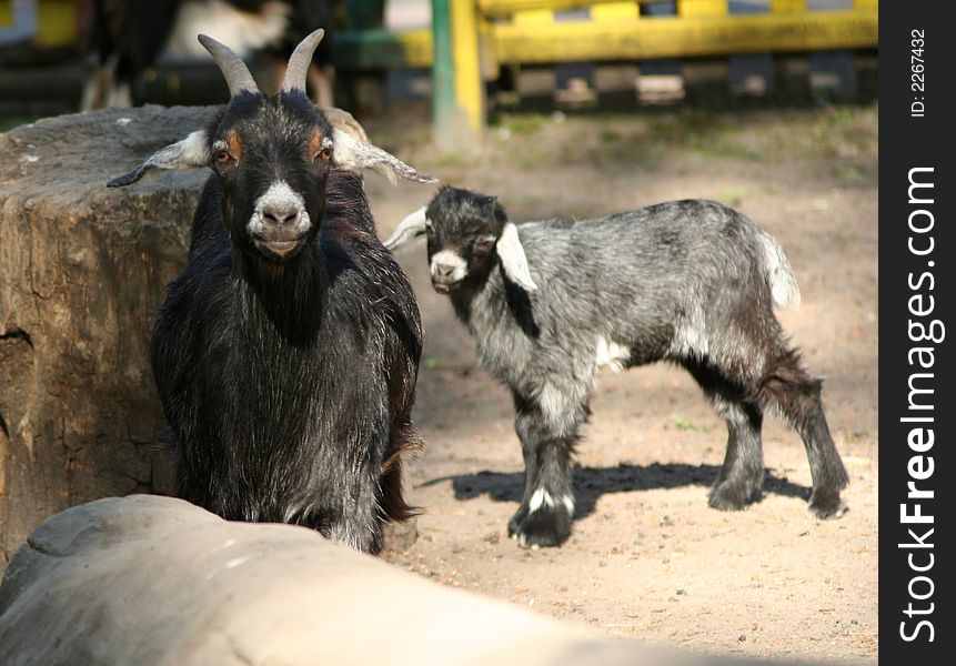 Some mother and child Goat. Some mother and child Goat
