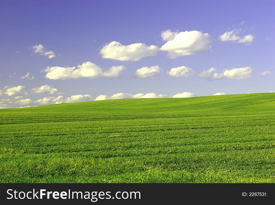 Green Field and Blue Cloudy Sky. Spring time. Green Field and Blue Cloudy Sky. Spring time