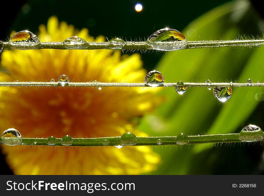 Dew drops on grass strings, extreme macro. Dew drops on grass strings, extreme macro.