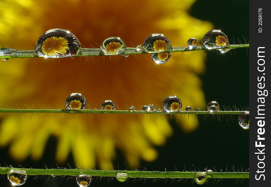 Dew drops on grass strings, extreme macro. Dew drops on grass strings, extreme macro.
