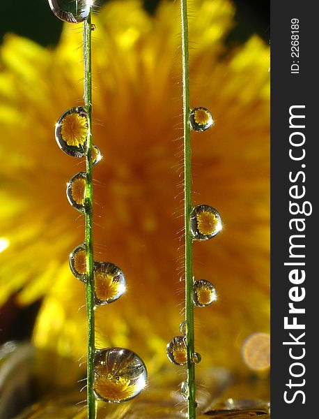 Dew drops on grass strings, extreme macro. Dew drops on grass strings, extreme macro.