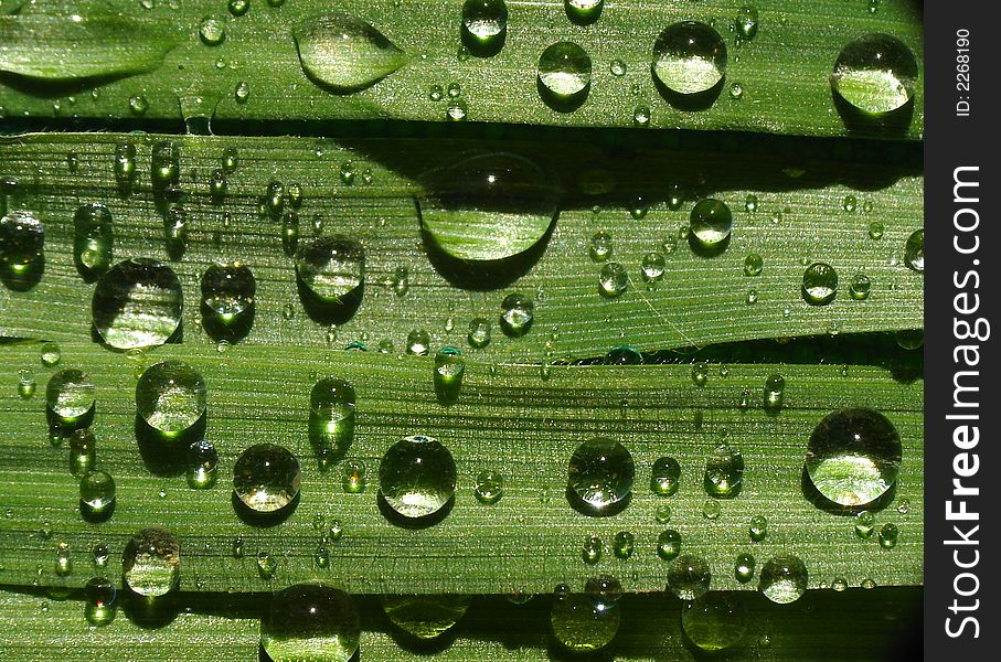 Dew drops on a grass, extreme macro