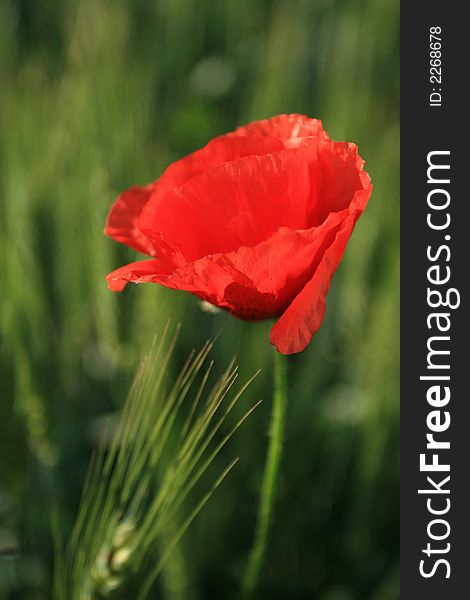 Red poppy flower in the field