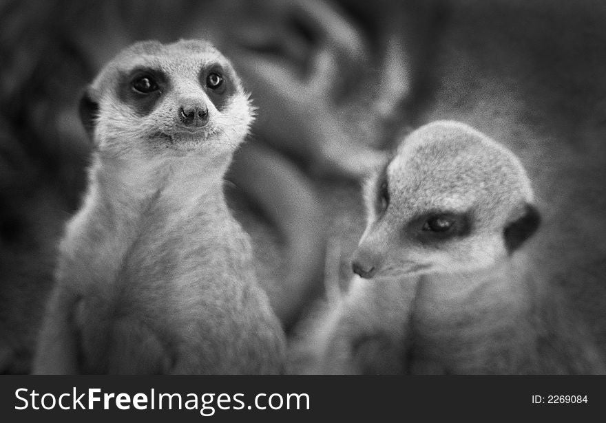 Two meerkats standing