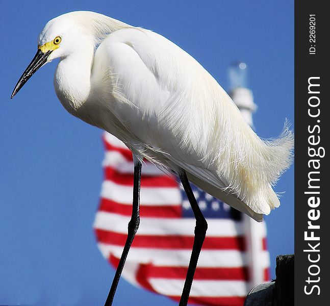 American Egret