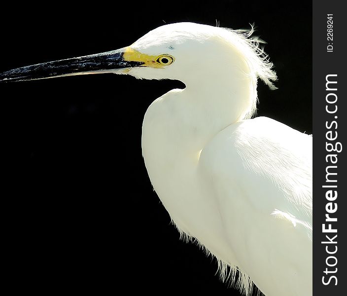 This is a snowy egret closeup