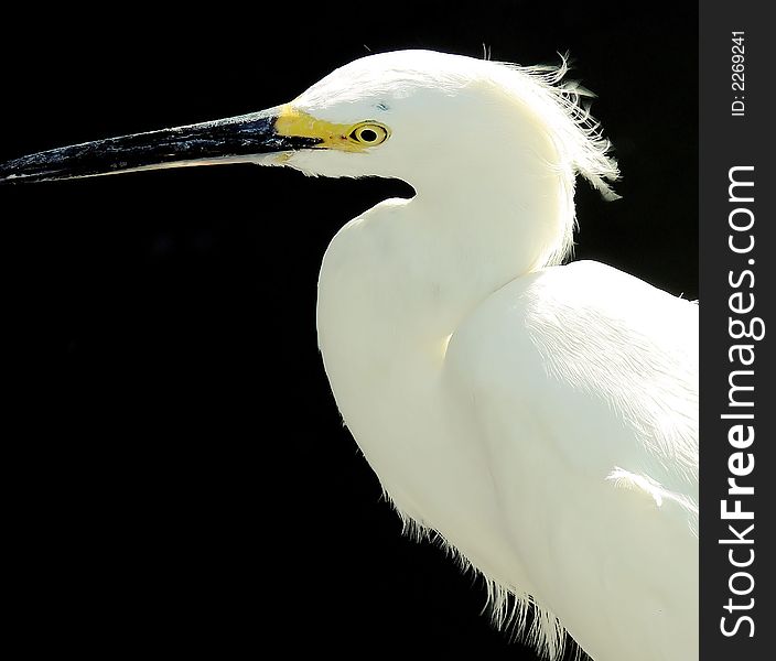 Egret