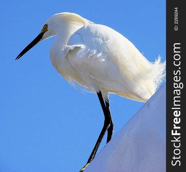 This is a snowy egret closeup