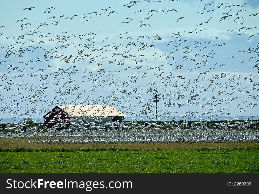 A flock of Snow Geese near La Conner, WA. A flock of Snow Geese near La Conner, WA