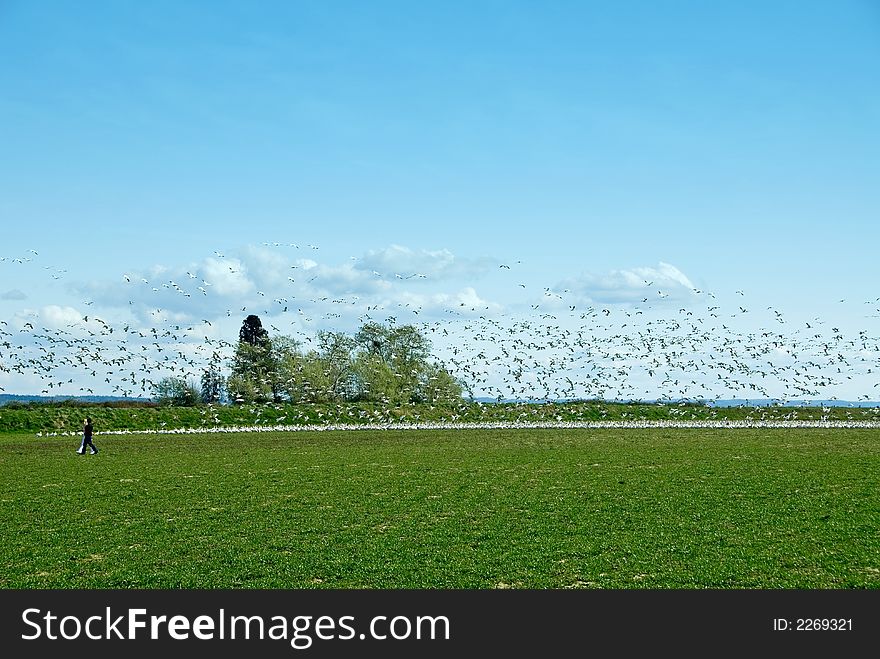 Young couple walking with snow geese near La Conner, WA. Young couple walking with snow geese near La Conner, WA