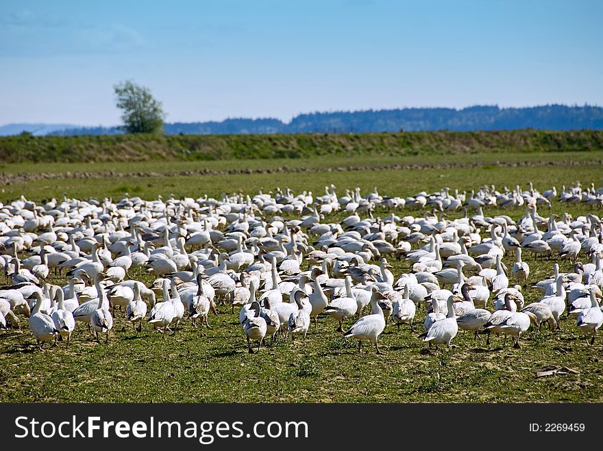 Flock of migrating snow geese near La Conner, WA. Flock of migrating snow geese near La Conner, WA