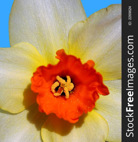 Close-up photo of a daffodil in springtime. Close-up photo of a daffodil in springtime