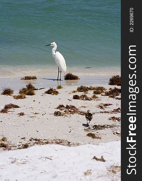 Snowy egret watching the waves on a sandy beach