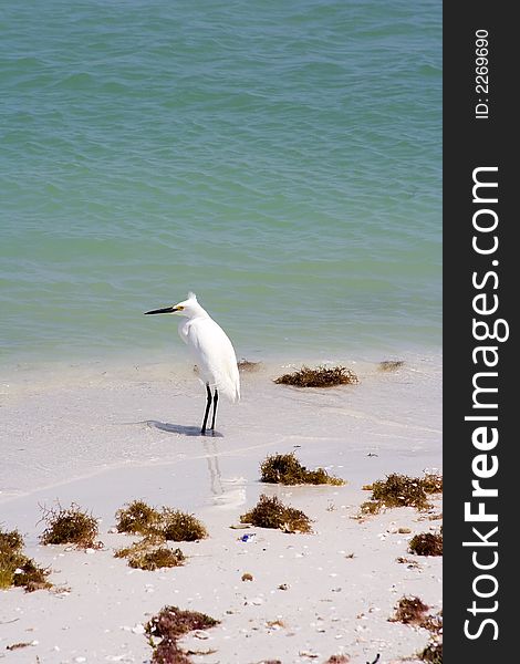 Snowy egret watching the waves on a sandy beach