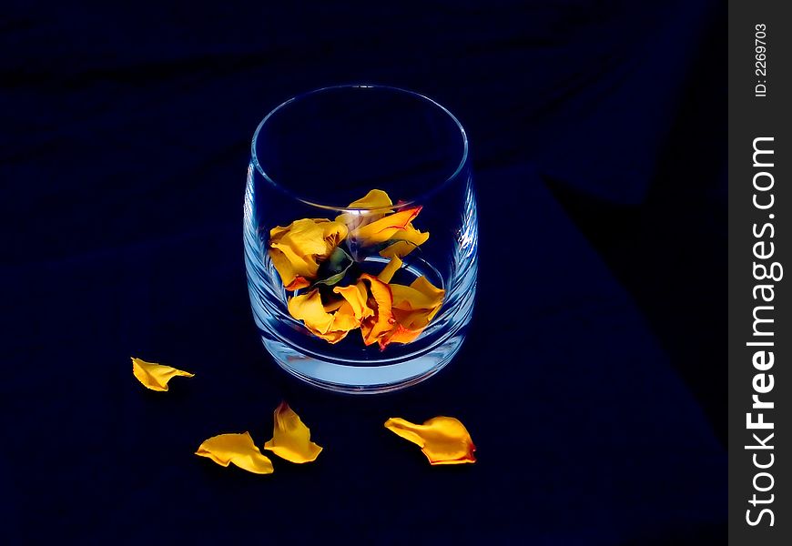 Yellow rose petals and glass on blue background