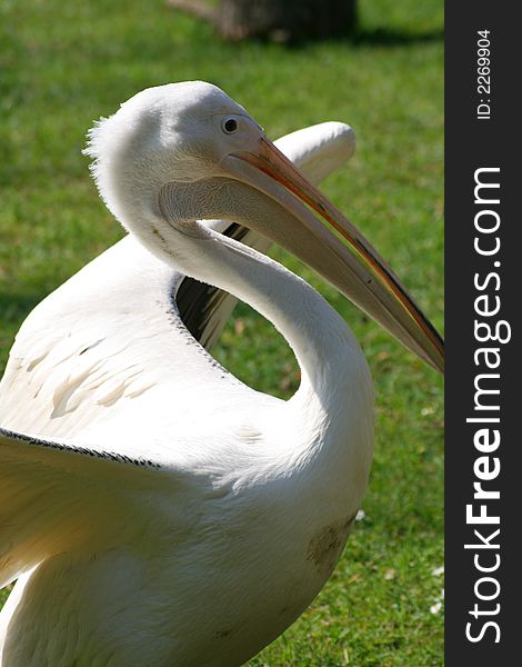 White Pelican flexing wings on a field