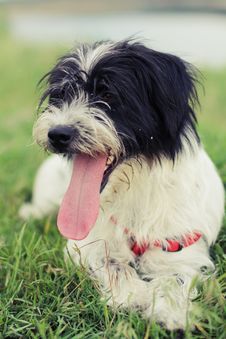 Thirsty Dog Stock Photos Thirsty Dog Stock Photos