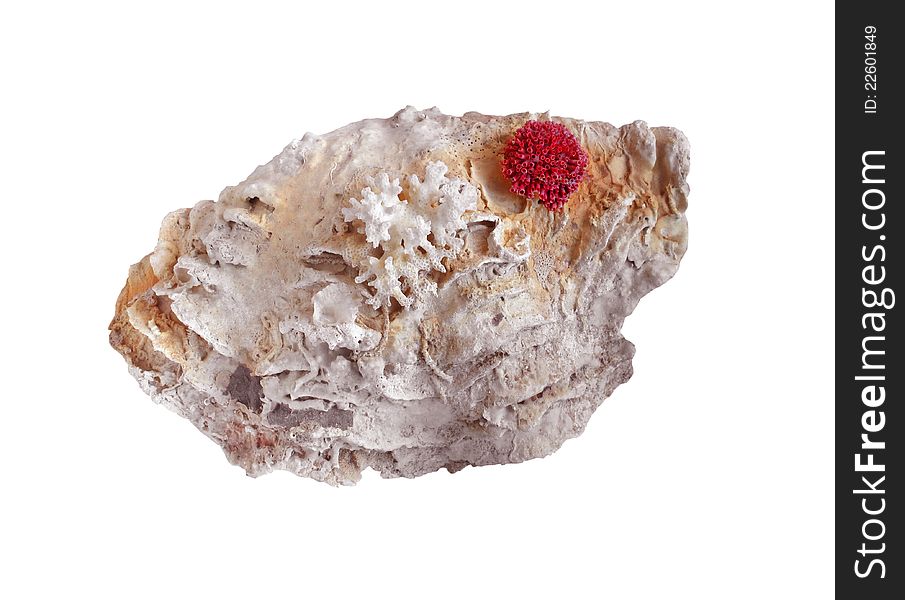 Old and worn shell of a giant with coral attached. Isolated on white. Old and worn shell of a giant with coral attached. Isolated on white.