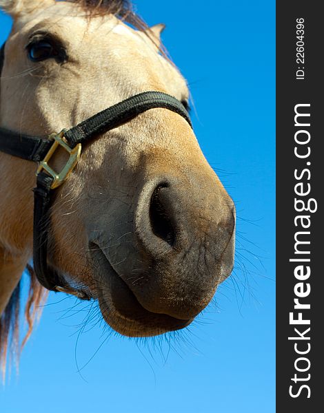 Close up head shot of beautiful horse