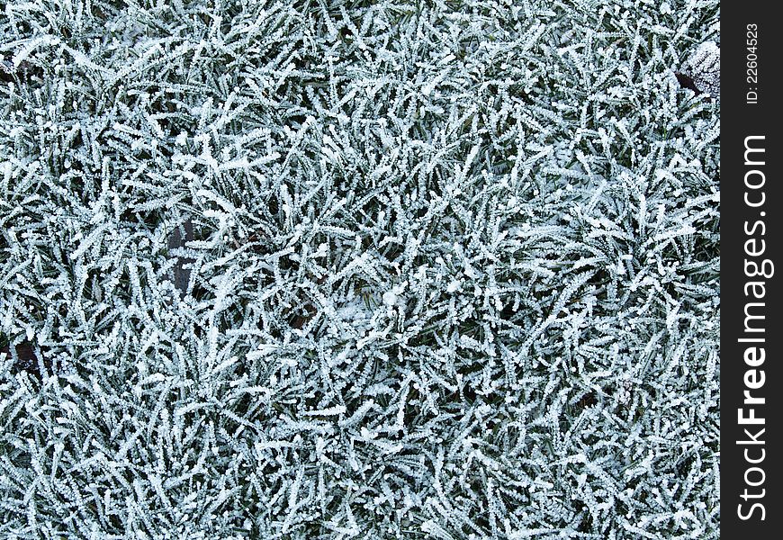 Frozen grass, an abstract winter background