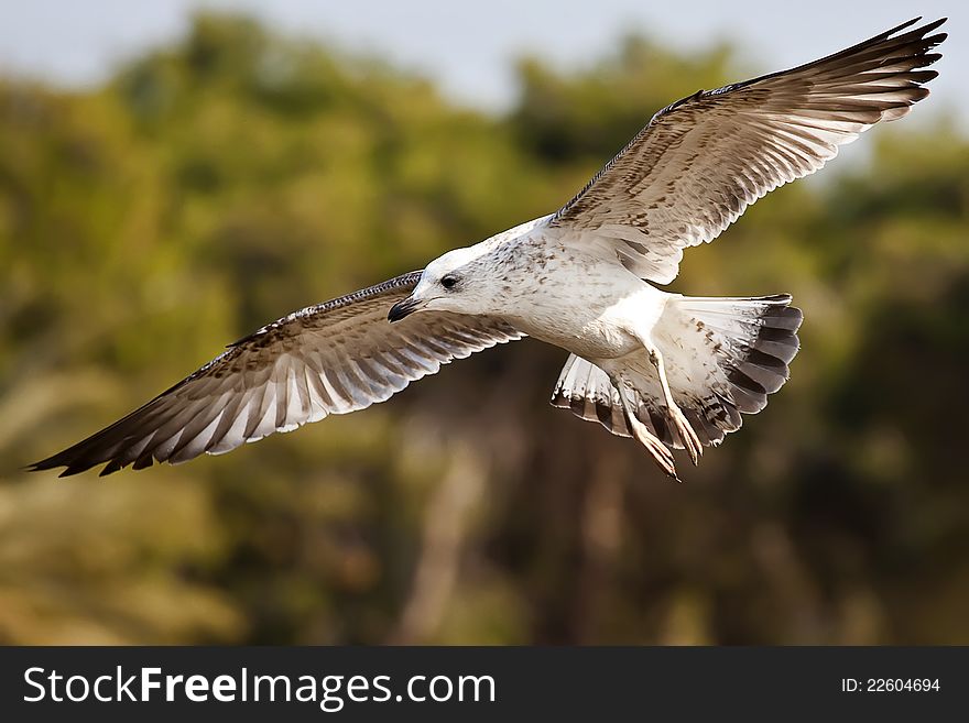 A flying seagull in action