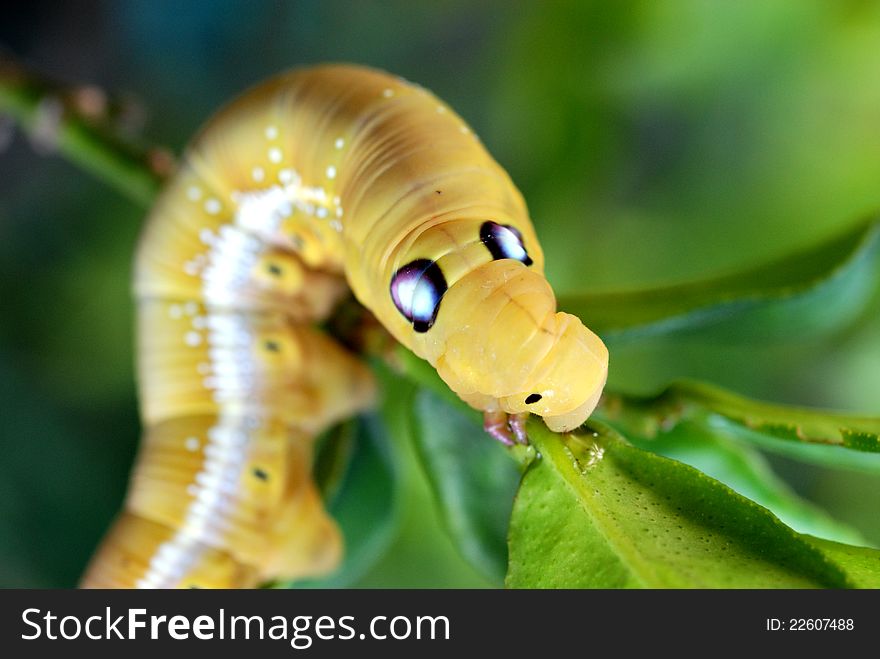 Yellow color caterpillar eating leaf on branch